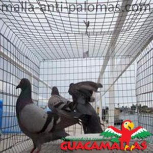 Malla anti palomas en edificios.